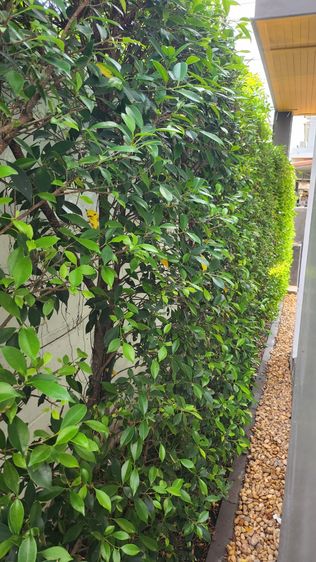 ไทรเกาหลีสูง 220 เมตร รูปที่ 2