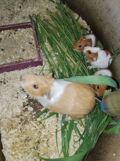 หนูตะเภา