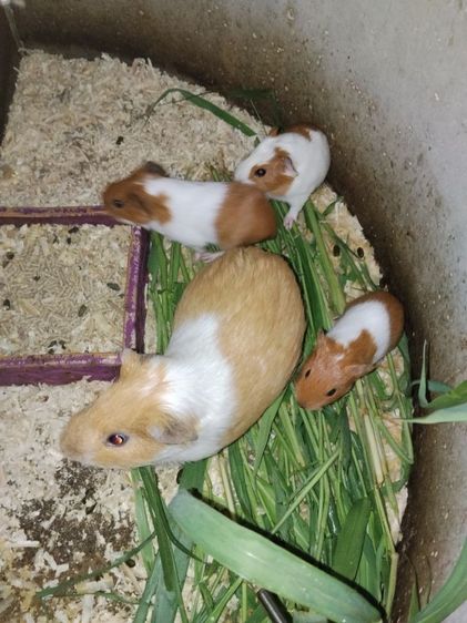 หนูตะเภา รูปที่ 3