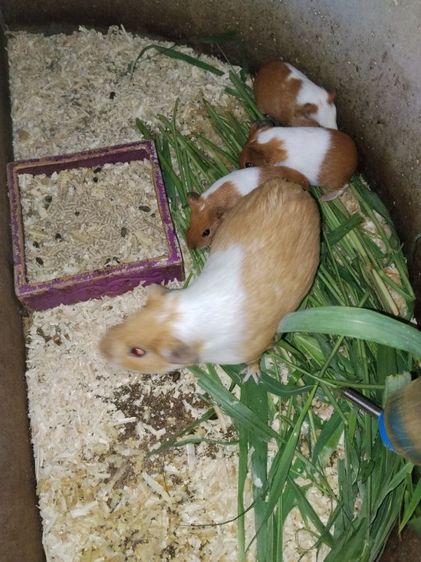 หนูตะเภา รูปที่ 2