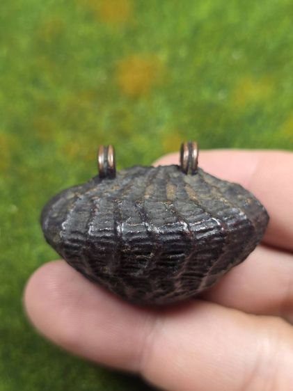 เบี้ยแก้หลวงปู่บุญ