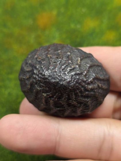 เบี้ยแก้หลวงปู่บุญ รูปที่ 3