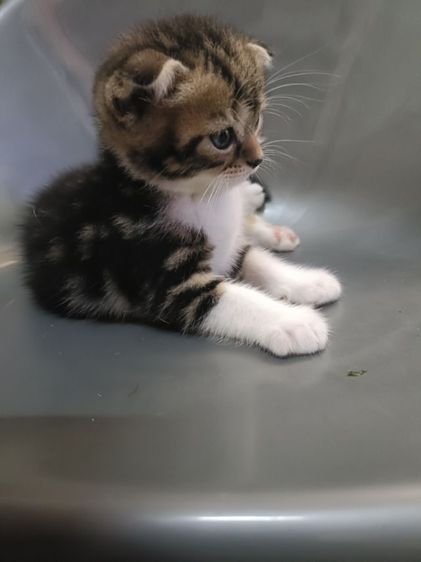 สก็อตติช