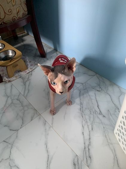 แมวสฟิงซ์