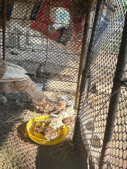 ลูกไก่งวง