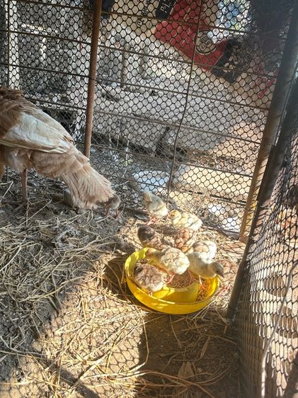 ลูกไก่งวง รูปที่ 2