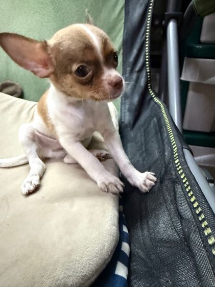 ลูกสุนัขชิวาวา รูปที่ 2