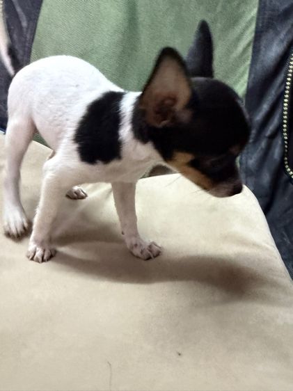 ลูกสุนัขชิวาวา รูปที่ 4