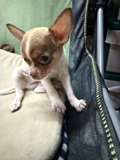 ชิวาวา (Chihuahua) เล็ก ลูกสุนัขชิวาวา