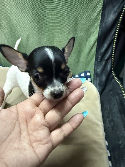 ลูกสุนัขชิวาวา รูปที่ 3