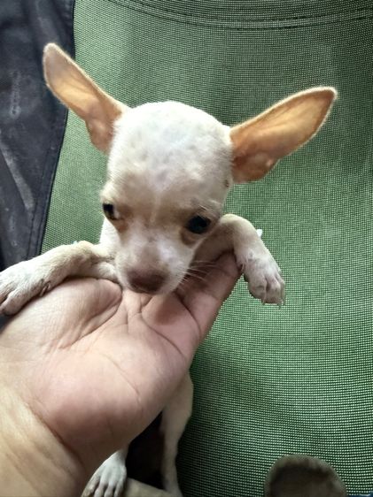 ลูกสุนัขชิวาวา รูปที่ 5