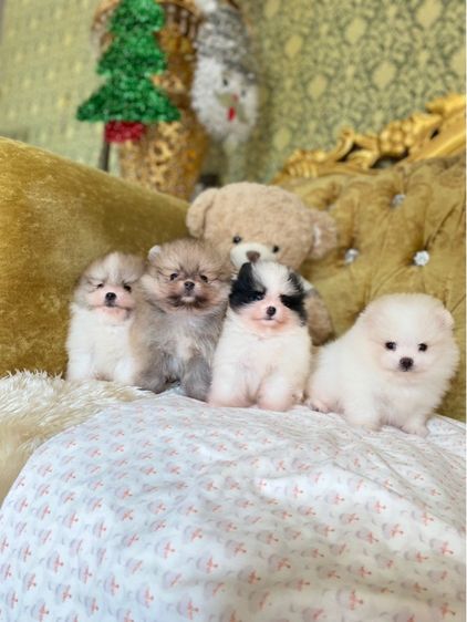 ปอมเมอเรเนียน (Pomeranian) เล็ก ลูกปอมเมอเรเนียนแท้ พร้อมย้ายบ้าน มาดูตัวจริงได้ 