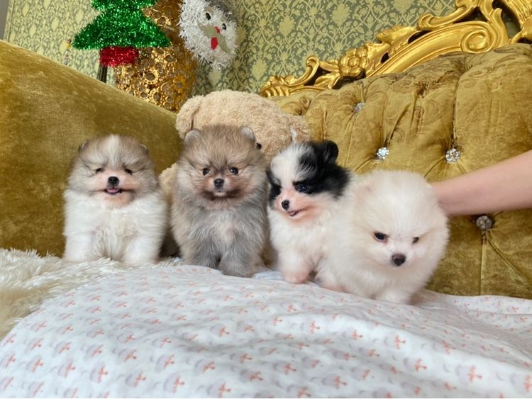 ลูกปอมเมอเรเนียนแท้ พร้อมย้ายบ้าน มาดูตัวจริงได้  รูปที่ 2