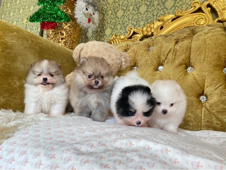 ลูกปอมเมอเรเนียนแท้ พร้อมย้ายบ้าน มาดูตัวจริงได้  รูปที่ 3