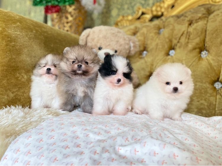 ลูกปอมเมอเรเนียนแท้ พร้อมย้ายบ้าน มาดูตัวจริงได้  รูปที่ 4