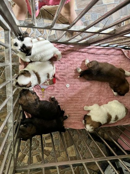 ชิสุผสมชิวาวา รูปที่ 18