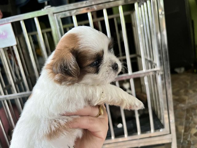 ชิสุผสมชิวาวา รูปที่ 10