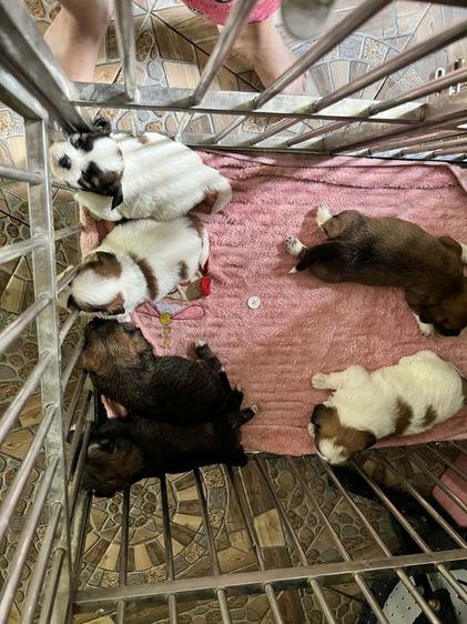 ชิสุ (Shih Tzu) เล็ก ชิสุผสมชิวาวา