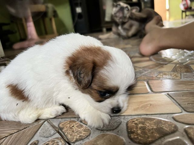 ชิสุผสมชิวาวา รูปที่ 9