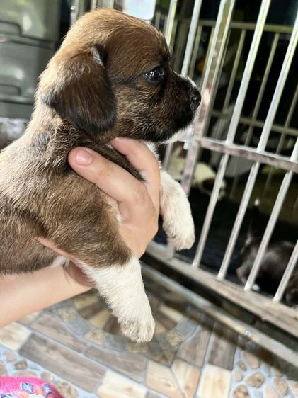 ชิสุผสมชิวาวา รูปที่ 3