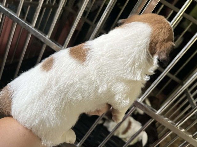 ชิสุผสมชิวาวา1เดือน รูปที่ 10