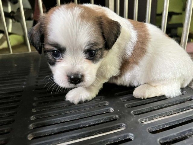 ชิสุผสมชิวาวา1เดือน รูปที่ 9