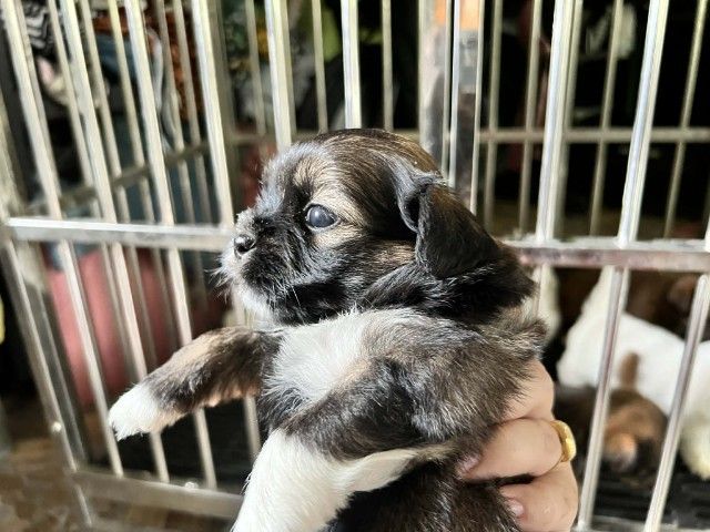 ชิสุผสมชิวาวา1เดือน รูปที่ 6