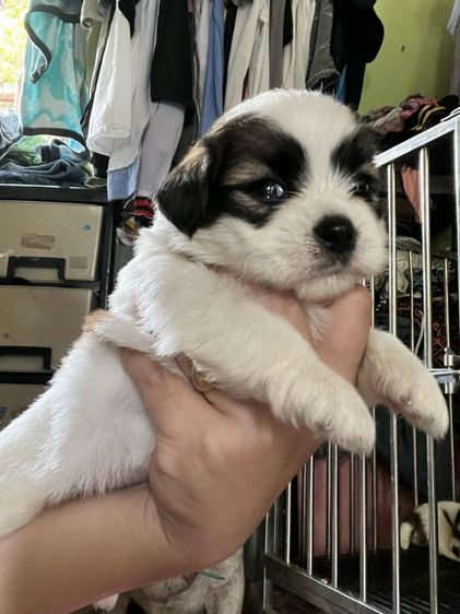 ชิสุผสมชิวาวา1เดือน รูปที่ 3