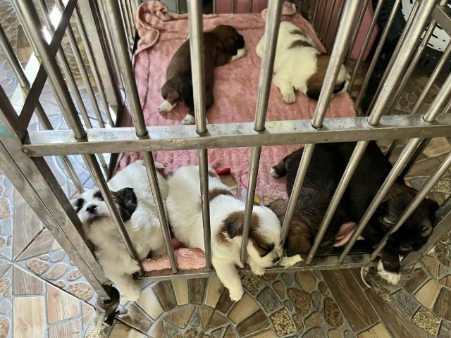 ชิสุผสมชิวาวา1เดือน รูปที่ 7