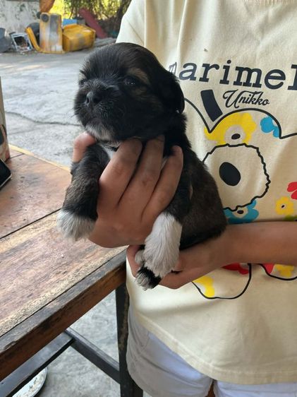 ชิสุผสมชิวาวา1เดือน รูปที่ 11