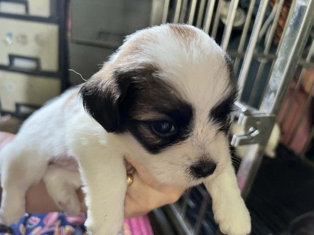 ชิสุผสมชิวาวา1เดือน รูปที่ 2