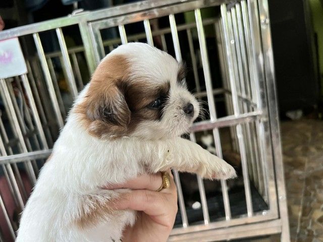 ชิสุผสมชิวาวา1เดือน รูปที่ 3