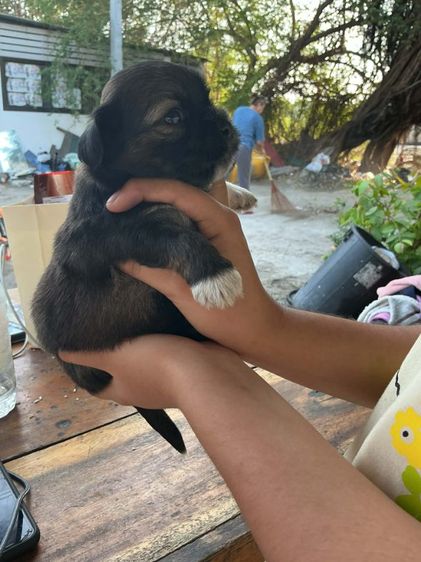 ชิสุผสมชิวาวา1เดือน รูปที่ 9