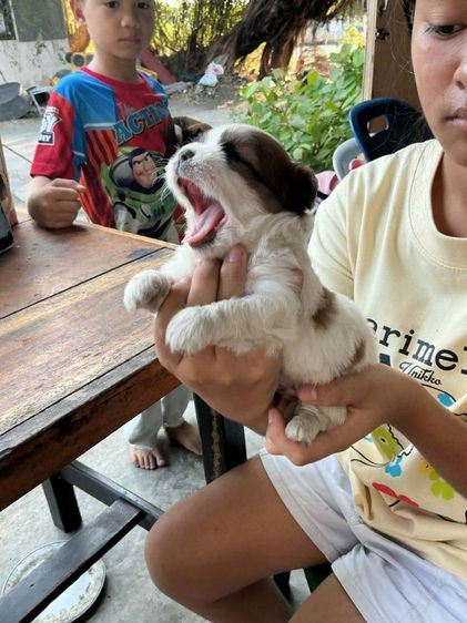 ชิวาวา (Chihuahua) เล็ก ชิสุผสมชิวาวา1เดือน