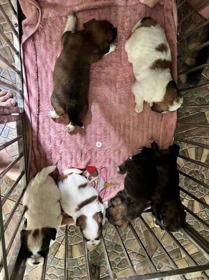 ชิสุผสมชิวาวา1เดือน รูปที่ 13