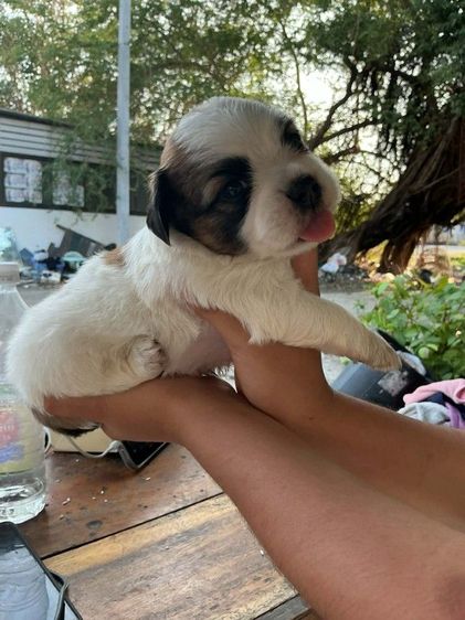 ชิสุผสมชิวาวา1เดือน รูปที่ 4