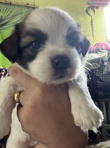 ชิสุผสมชิวาวา1เดือน รูปที่ 10