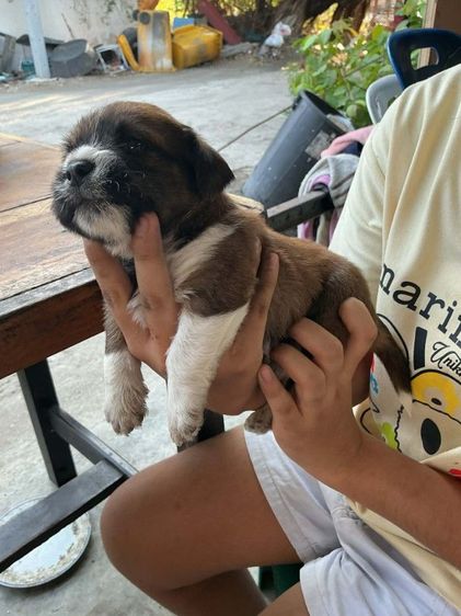 ชิสุผสมชิวาวา1เดือน รูปที่ 3