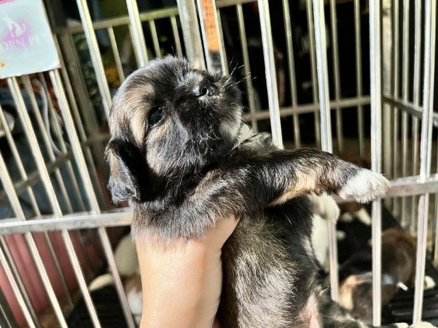 ชิสุผสมชิวาวา1เดือน รูปที่ 8