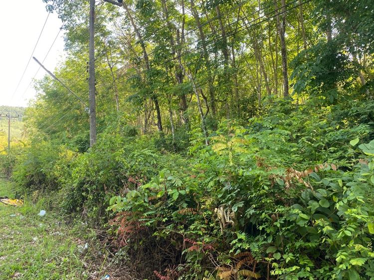 ขายที่ดิน เกาะยาว รูปที่ 4