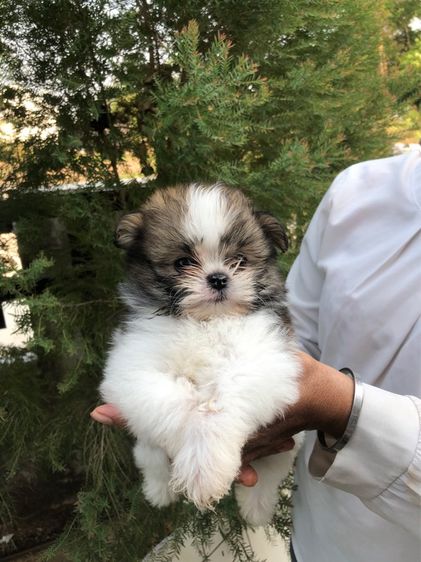 ชิสุปอม รูปที่ 3