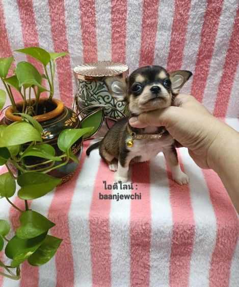 ชิวาว่าแท้..(ชายสีช็อค)ไซส์จิ๋ว