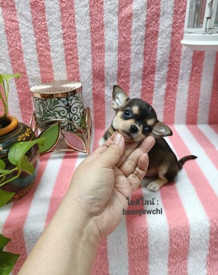 ชิวาว่าแท้..(ชายสีช็อค)ไซส์จิ๋ว รูปที่ 3