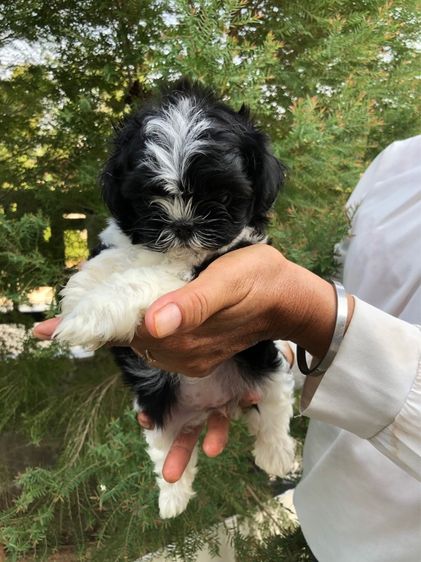 ชิสุพุดเดิ้ล