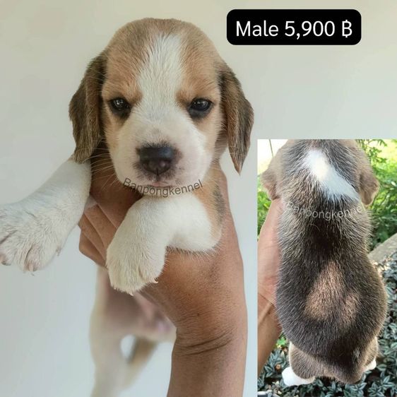 ลูกบีเกิ้ล