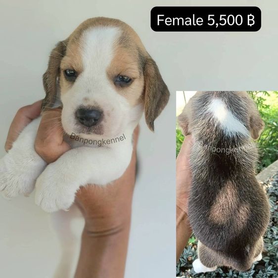 ลูกบีเกิ้ล รูปที่ 2