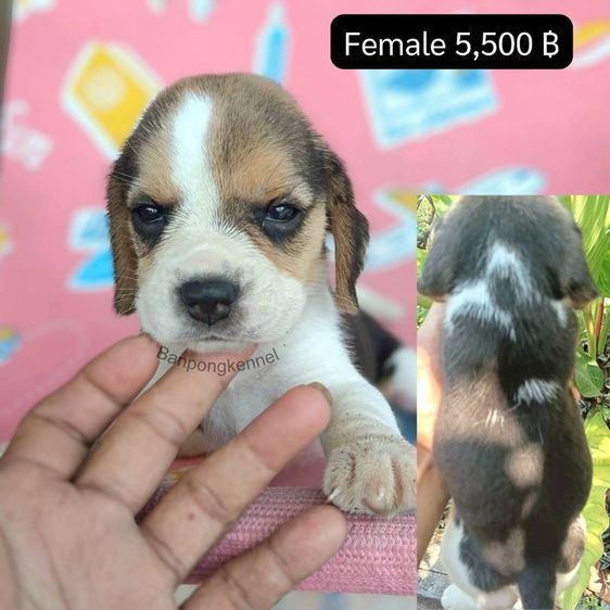 ลูกบีเกิ้ล รูปที่ 3