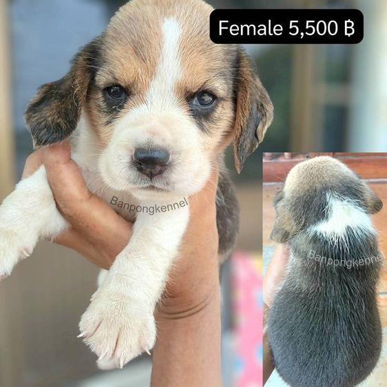 ลูกบีเกิ้ล รูปที่ 7