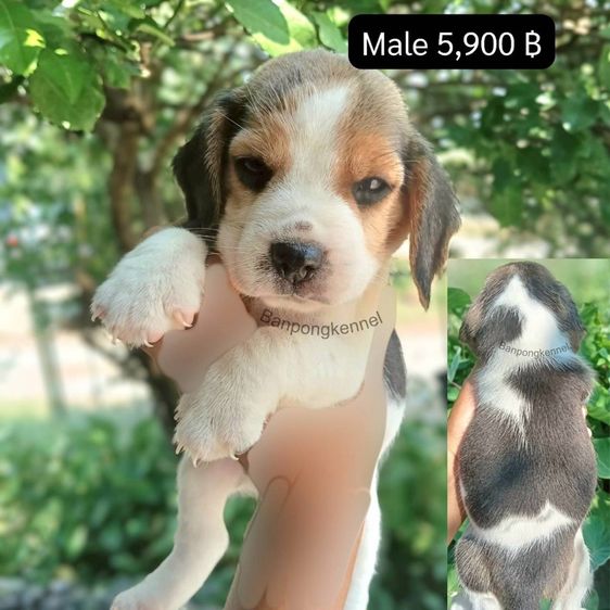 ลูกบีเกิ้ล รูปที่ 8