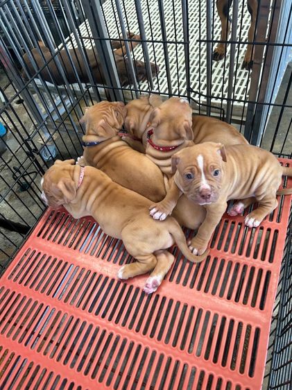 ลุกพิทบลูแบนด็อก รูปที่ 4